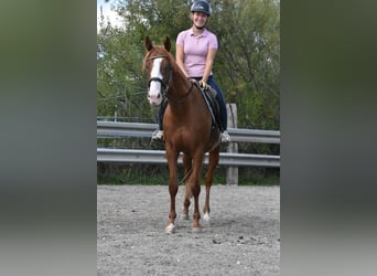 Other Breeds, Gelding, 5 years, 15.2 hh, Chestnut-Red