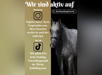 Sonstige Rassen, Wallach, 5 Jahre, 15,2 hh, Rappschimmel