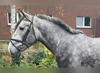 Other Breeds, Gelding, 5 years, 15.2 hh, Grey
