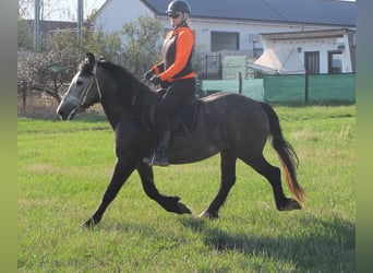 Other Breeds, Gelding, 5 years, 15 hh, Gray-Dapple