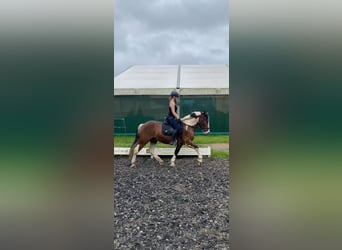 Other Breeds, Gelding, 5 years, 15 hh, Pinto