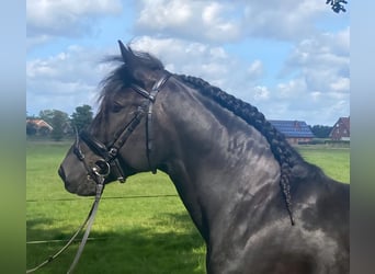 Other Breeds, Gelding, 5 years, 15,1 hh, Black