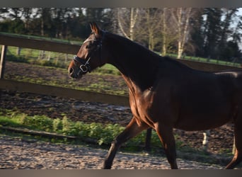 Other Breeds, Gelding, 5 years, 15,1 hh, Brown