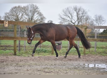 Other Breeds, Gelding, 5 years, 15,1 hh, Brown