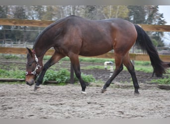 Other Breeds, Gelding, 5 years, 15,1 hh, Brown
