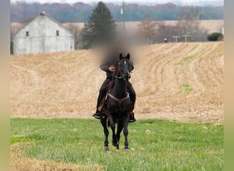 Other Breeds, Gelding, 5 years, 15,2 hh, Black