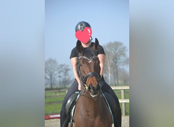 Other Breeds, Gelding, 5 years, 15,2 hh, Brown