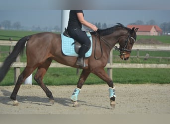 Other Breeds, Gelding, 5 years, 15,2 hh, Brown