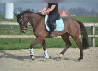 Other Breeds, Gelding, 5 years, 15,2 hh, Brown