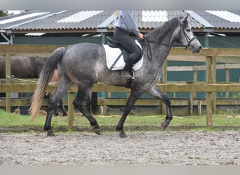 Other Breeds, Gelding, 5 years, 16.1 hh, Gray