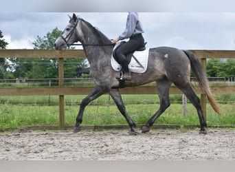 Other Breeds, Gelding, 5 years, 16.1 hh, Gray