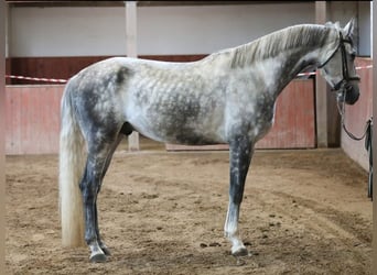Other Breeds, Gelding, 5 years, 16.1 hh, Grey