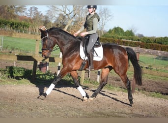 Other Breeds, Gelding, 5 years, 16.2 hh, Brown