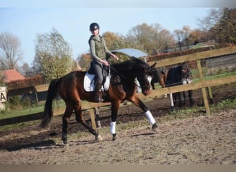 Other Breeds, Gelding, 5 years, 16.2 hh, Brown