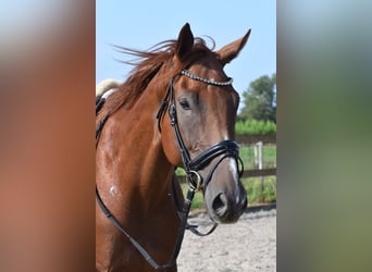 Other Breeds, Gelding, 5 years, 16,2 hh, Chestnut-Red