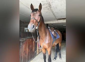 Other Breeds, Gelding, 5 years, 16.3 hh, Brown