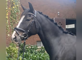 Other Breeds, Gelding, 5 years, 16 hh, Black