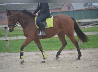 Other Breeds, Gelding, 5 years, 16 hh, Brown