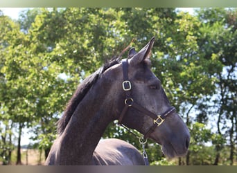 Other Breeds, Gelding, 5 years, 16 hh, Grey