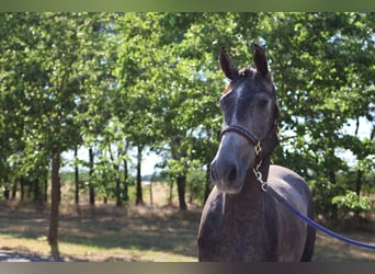 Other Breeds, Gelding, 5 years, 16 hh, Grey