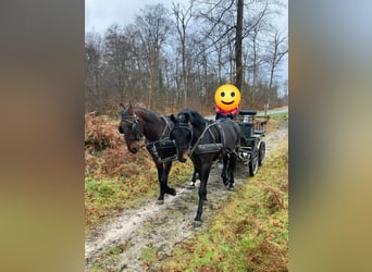 Other Breeds, Gelding, 5 years, 16 hh, Smoky-Black