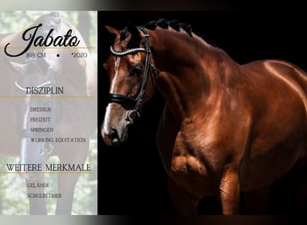 Other Breeds, Gelding, 5 years, 16,1 hh, Brown