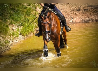 Other Breeds, Gelding, 5 years, 16,1 hh, Brown
