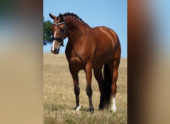 Other Breeds, Gelding, 5 years, 16,1 hh, Brown