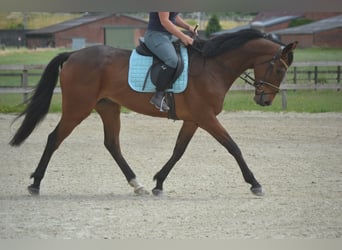 Other Breeds, Gelding, 5 years, 16,1 hh, Brown