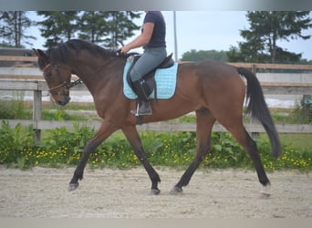 Other Breeds, Gelding, 5 years, 16,1 hh, Brown