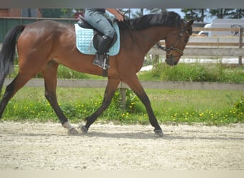 Other Breeds, Gelding, 5 years, 16,1 hh, Brown