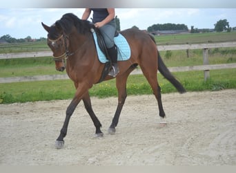 Other Breeds, Gelding, 5 years, 16,1 hh, Brown