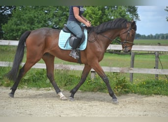 Other Breeds, Gelding, 5 years, 16,1 hh, Brown