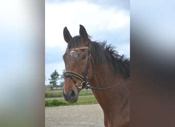 Other Breeds, Gelding, 5 years, 16,1 hh, Brown