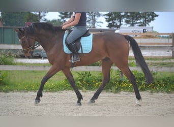 Other Breeds, Gelding, 5 years, 16,1 hh, Brown