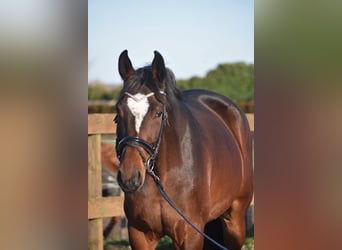 Other Breeds, Gelding, 5 years, 16,2 hh, Brown