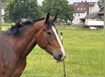 Other Breeds Mix, Gelding, 5 years, 17.1 hh, Brown