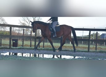 Other Breeds, Gelding, 5 years, 17 hh, Brown