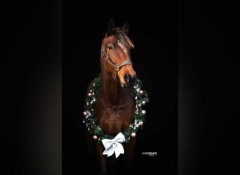 Other Breeds, Gelding, 5 years, 17 hh, Brown