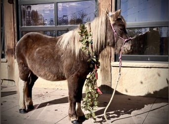 Other Breeds, Gelding, 6 years, 10 hh, Pinto