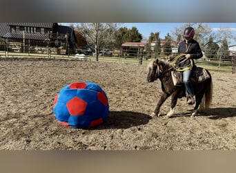 Other Breeds, Gelding, 6 years, 10 hh, Pinto