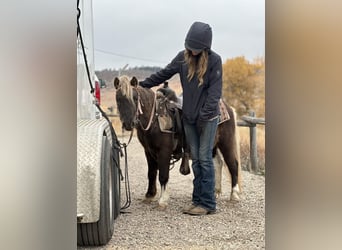 Other Breeds, Gelding, 6 years, 10 hh, Pinto