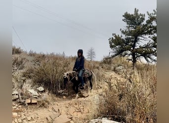 Other Breeds, Gelding, 6 years, 10 hh, Pinto