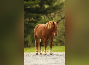 Other Breeds, Gelding, 6 years, 11.1 hh, Sorrel