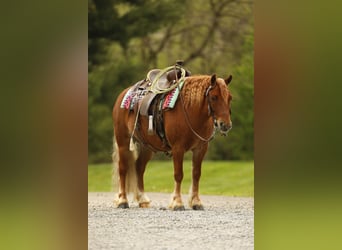 Other Breeds, Gelding, 6 years, 11.1 hh, Sorrel