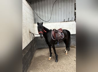 Other Breeds, Gelding, 6 years, 12,2 hh, Black