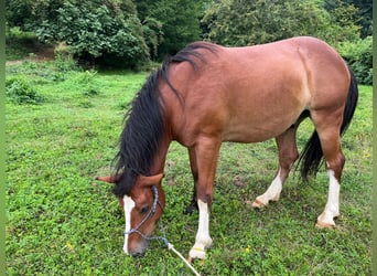 Other Breeds, Gelding, 6 years, 13.2 hh, Brown