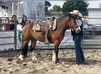 Other Breeds, Gelding, 6 years, 13.2 hh, Brown