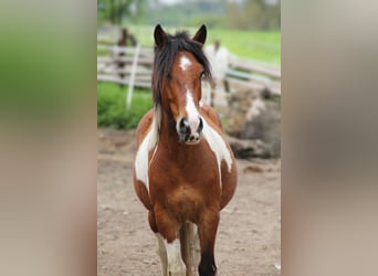 Other Breeds Mix, Gelding, 6 years, 13.2 hh, Pinto