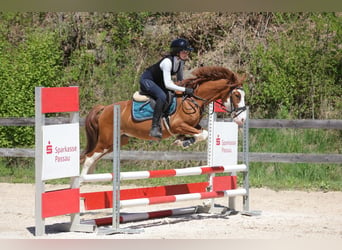 Other Breeds, Gelding, 6 years, 14.1 hh, Chestnut-Red